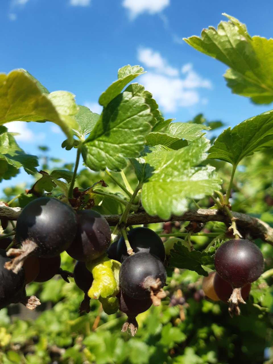 Zwarte bessen: een gezond en geneeskrachtig zomerfruit!